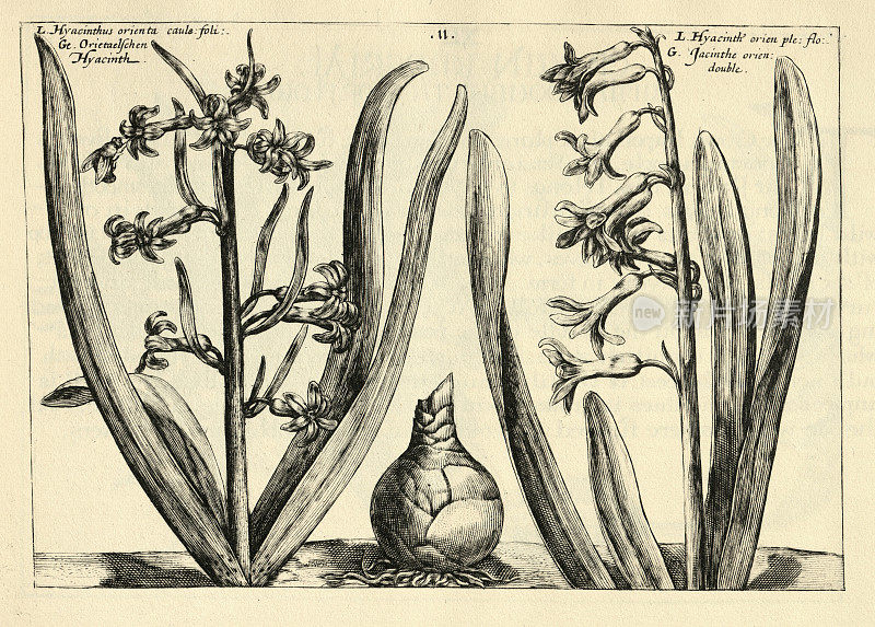 植物花卉木刻版画风信子东方，普通风信子，从Hortus Floridus由Crispin de Passe